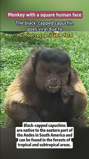 【Monkey with a square human face? The black-capped capuchin goes viral due to its recognizable face】
