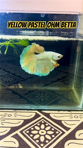 Yellow Pastel OHM Rosetail 🧿 #betta #bettafish #aquariumfish #aquarium #shorts