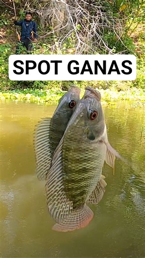 THE FISH IS FIERCE 🎣 Anti-Boncos Spot