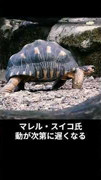 【恐怖】ブラックホールに落ちたらどうなる？一瞬でスパゲッティにされる世界 #雑学＃宇宙＃豆知識