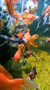 To maintain clear pond water you can use the strategy of mechanical and biological filtration. Mechanical filtration, such as skimmers and intake bays, physically remove debris and leaves, preventing them from decomposing and impacting water quality. This step is essential in preventing the accumulation of particles and sludge that can cloud the water. Biological filtration plays a key role in breaking down the remaining organic matter, this in turn minimises algae growth and reduces nutrient le