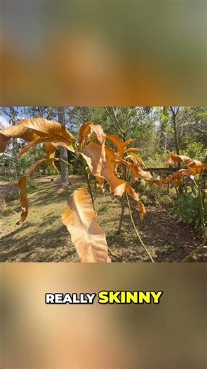 Mango Seedling Survival Drought vs Healthy Growth
