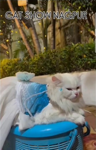 Cat show nagpur | viral music
