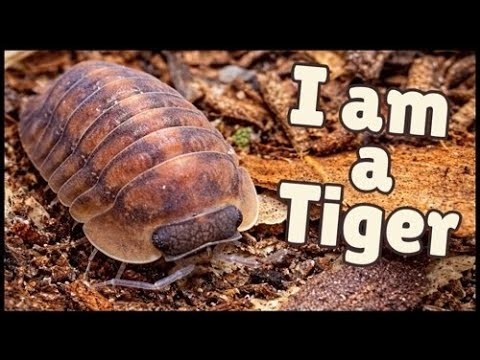 Cubaris Red Tiger Isopod: The Craziest Cool Pet You Never Knew About
