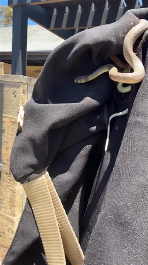 I named him Nibbler 🤣🐍 This little legend of an eastern brown was relocated from some local accommodation after cruising between the villas. Took a few attempts weaving through the bushes, but we eventually got him safely into the bag. We use PRYML SNAKE BAGS from the legend Rob who also catches for Harrison's Gold Coast and Brisbane Snake Catcher which is where we first saw these awesome bags in action. These bags are double-layered on the last third, which when used correctly helps us safely