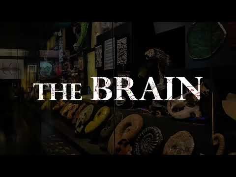 How Cortisol Rewires Your Brain | The Science of Chronic Stress