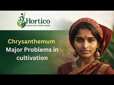 Chrysanthemum Cultivation Major Problems | #hortico