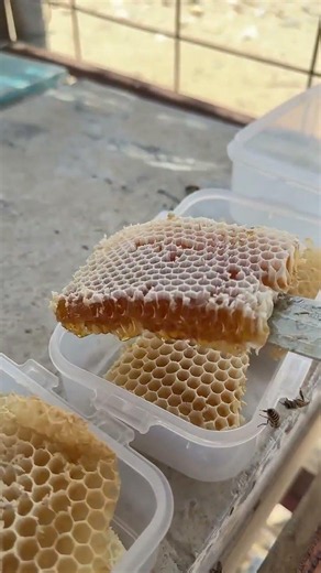 How to store honey 🍯 #ﷺ #TikTok