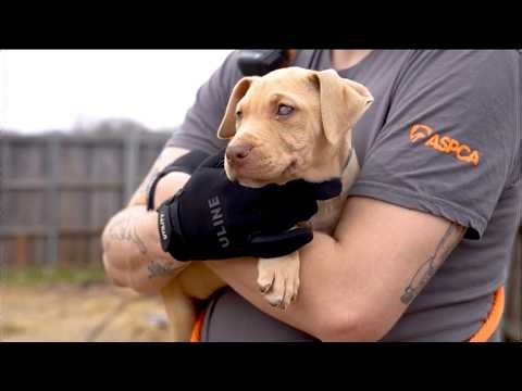 200 Dogs Rescued From Suspected Dogfighting