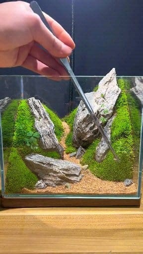 262K views · 3.9K reactions | Unique creative ideas of Moss indoor plant design ❤❤ #diy #amazingvideo #Awesome #moss #plants #indooridea #indoorplant #mossart #trees #art #tree #plant #homedecor #handmade #naturelovers #microlandscape #landscape #decoration #decorate #mossidea #mossarrangement #microlandscape #microart #artgallery #mossartist | Moss CraftIdeas | Facebook