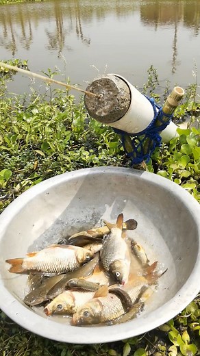 6K views · 33 reactions | Amazing lots of Big fish catch by plastic pipe #fishing #fishtrap #fishvideo #reels | Catch Fish With ET | Facebook