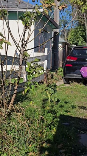 Squirrel and blue jay get their peanuts and go #squirrel #bluejay #wildlife