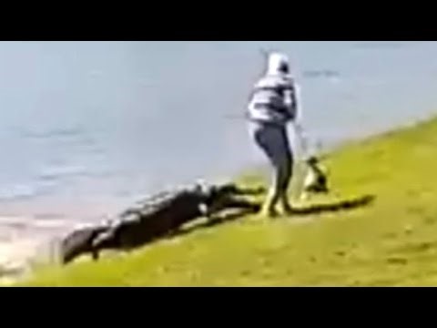 Why Alligators Attack People (Tips to Coexist)