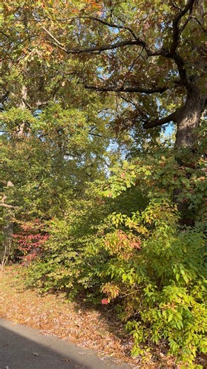 Our shuttle train ride today at Bronx Zoo #fallvibes #bronxzoo #beautifulday #naturevibes | এমিলের ছেলেবেলা