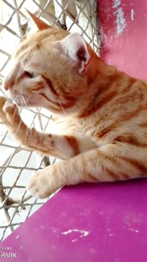 Allah hu akbar #viral #cat #imotionalbayan #simmba #funnyanimal #funny #shorts #money #trending