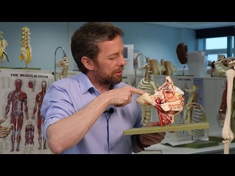 Pterygopalatine ganglion