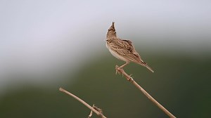 112K views · 3.7K reactions | Good morning #Birds & #Nature! Eurasian skylark (Alauda arvensis) | BIRDS & Nature | Facebook