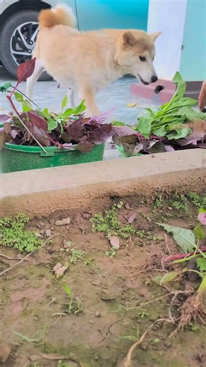 The owner prepared chicken for the dog that doesn't eat vegetables. The dog craves vegetables.