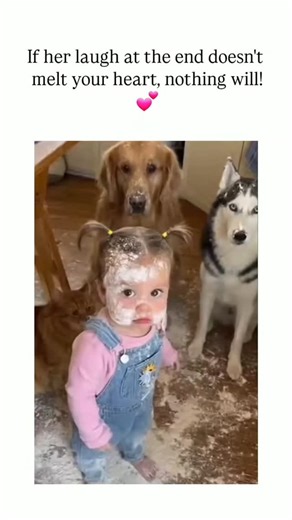 universe_decode on Instagram: "The post shares a 13-second video of a flour-smeared toddler in pigtails playfully blaming two dogs—a golden retriever and husky—for a kitchen mess, ending with her delighted laughter as the retriever sneezes a flour puff skyward like a flower. - Viral since October 2025 on platforms like TikTok and Instagram, the clip has amassed over 420,000 X views, praised for capturing unfiltered childhood joy amid everyday chaos. - User replies split on authenticity, with som