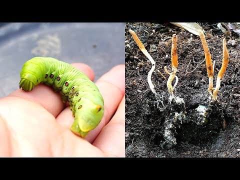 The caterpillar parasite causes a terrible situation