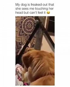 Bamboozled again | Bamboozled Again