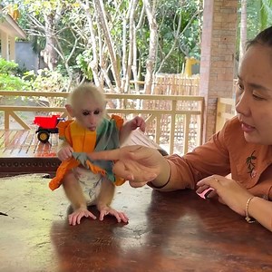 The Nasty Chichi Is Very Restless Delight Eager To Eat Peanut Snack | Mr Jacky