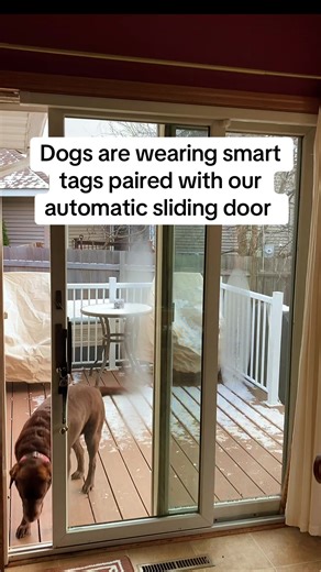 Smart Tags for Dogs: Enhance Your Pet's Safety
