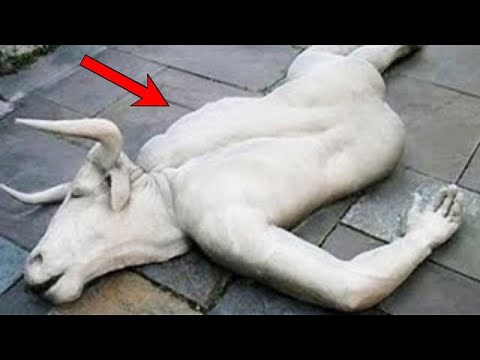 10 Most SHOCKING Animal Mutations