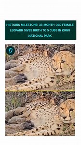139 reactions | Historical achievement... 33 months old first female leopard born in India gave birth to 5 cubs in Kuno National Park. #LeopardBirth #WildlifeConservation #KunoNationalPark #BigCats #NatureWins #WildlifeIndia #RareSightings #ConservationSuccess #LeopardCubs #Oneindia | Oneindia News | Facebook