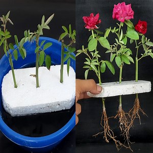 Easy way to propagate Rose plant from cuttings by water | Rana Craft