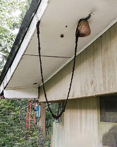 How do ants communicate? | Crazy Creatures