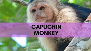 Capuchin Monkey Facts: Profile, Range, Traits, Diet, Size - Primates Park