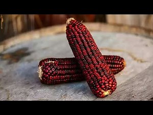 Red Maize - Facts and Benefits