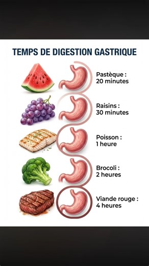 TEMPS DE DIGESTIO GASTRIQUE