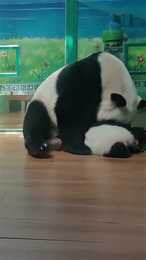 Blow a raspberry to your belly #panda