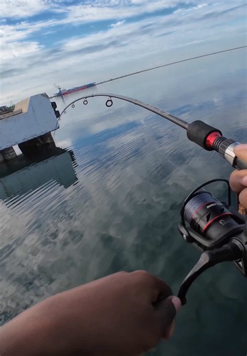 Caught This Snapper On A 8gram Micro Lure! #luresja #fishingadventure #fishinginjamaica #fishingaddict #fishing #jamaica #lurefishing #ultralightfishing #snaper