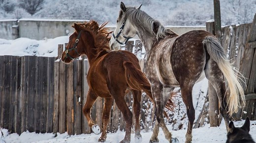 Why Horses Are So Skittish & 4 Helpful Tips To Stop Spooking
