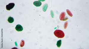 Microscope view 200x of green and red pollen germination whole mount on bright field. Closeup lab footage of the flora spores. Pollination and reproduction of plants. Microbiology investigation.