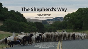 The Shepherd's Way