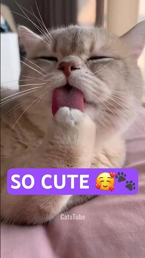POV: Adorable Cats Meowing Nonstop! 🐱🐾