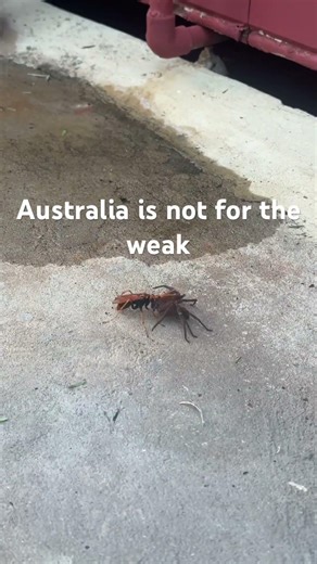 Huntsman Spider V Wasp