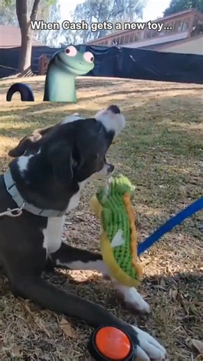 Make your home Cash's next playtime destination. Visit the Irvine Animal Care Center during our adoption hours to meet Cash and other adoptable animals. You might just meet your furry best friend. Don't forget, during our Clear the Shelters event, adoption fees are reduced for dogs and cats and waived for small animals –– puppies and kittens are excluded from this promotion. Learn more at cityofirvine.org/animals. #IrvineAnimals #ClearTheShelters #FindYourMatch | Irvine Animal Care Center