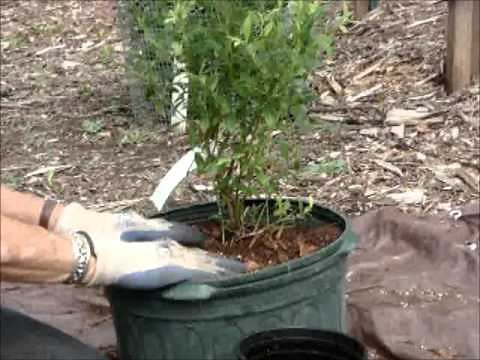 Growing Blueberries in Containers