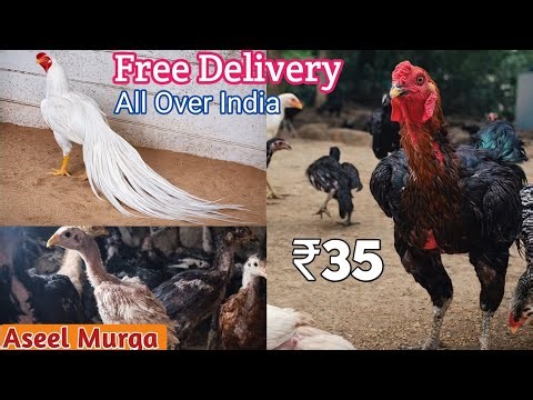 High-Quality Aseel Murga! BIGGEST Supplier 🔥 Wholesale Rate