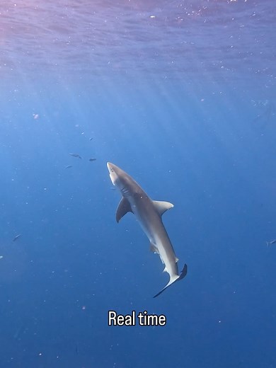 37K views · 130 reactions | Ocean Ramsey on Reels | Facebook