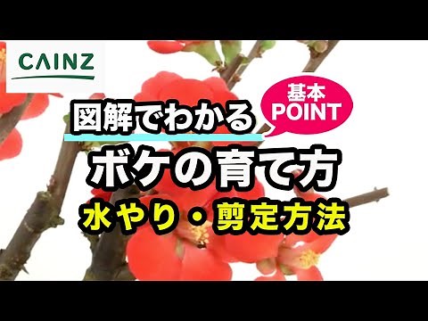ボケ(木瓜)の育て方 カインズ植物図鑑