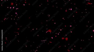 Rose petals falling , 4k stock motion graphics