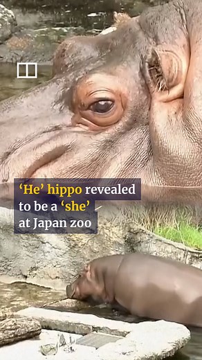 10K views · 68 reactions | A popular ‘male’ hippo in Japan has been revealed to be female after a DNA test. #asia #japan #hippo #zoo #scmpnews #scmp | South China Morning Post | Facebook