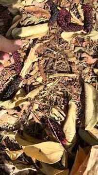 Pakistan Mulberry starting to produce