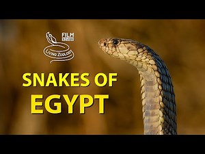 Venomous snakes of Egypt, deadly Egyptian cobra and vipers (4K)